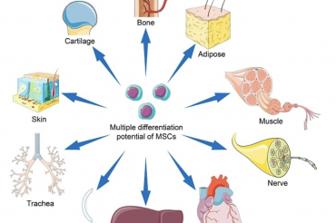 TẾ BÀO GỐC TRUNG MÔ MSCs TÁI TẠO CƠ THỂ