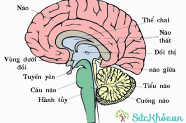 GIẢI PHẪU SINH LÝ NÃO - CÁC THUỲ