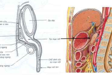 GIẢI PHẪU PHÚC MẠC