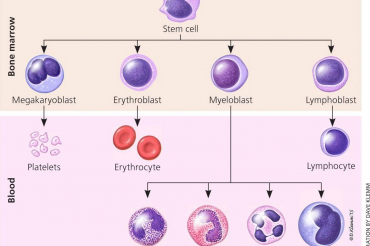 ĐỌC CÔNG THỨC MÁU CÁC CHỈ SỐ